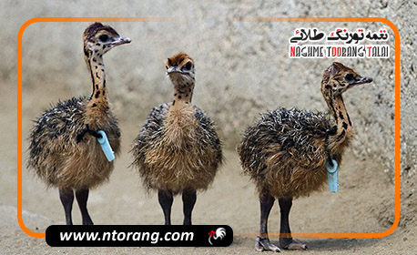 اصول مراقبت از جوجه شترمرغ تا ۳ ماهگی؛ از روز اول تا پایان دوره حساس